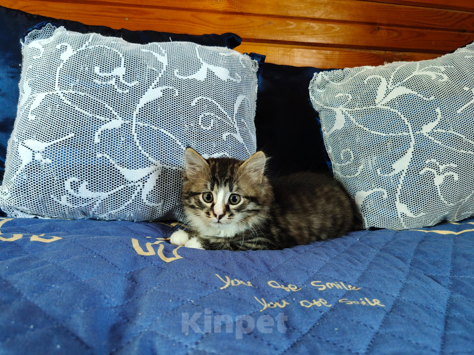 Кошки в Москве: Котята в добрые руки Разнополые, Бесплатно - фото 6