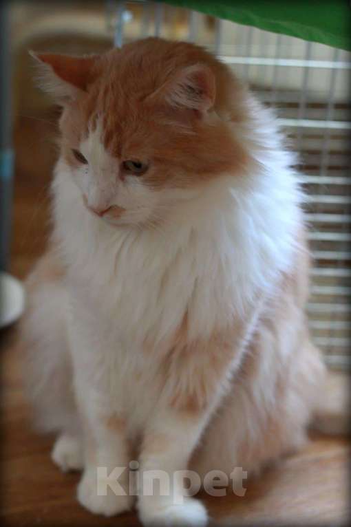 Кошки в Москве: Тоша ждёт семью Мальчик, Бесплатно - фото 4