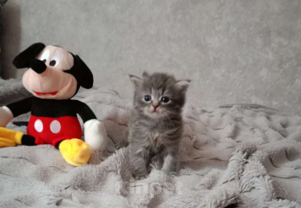 Кошки в Барнауле: Сильвия Девочка, 40 000 руб. - фото 3