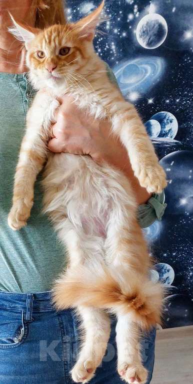 Кошки в Красном Севшем: Шикарный кот Мальчик, Бесплатно - фото 1
