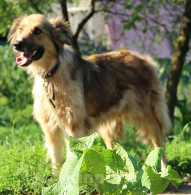 Собаки в Санкт-Петербурге: Отдам собаку бесплатно. Мальчик, Бесплатно - фото 5