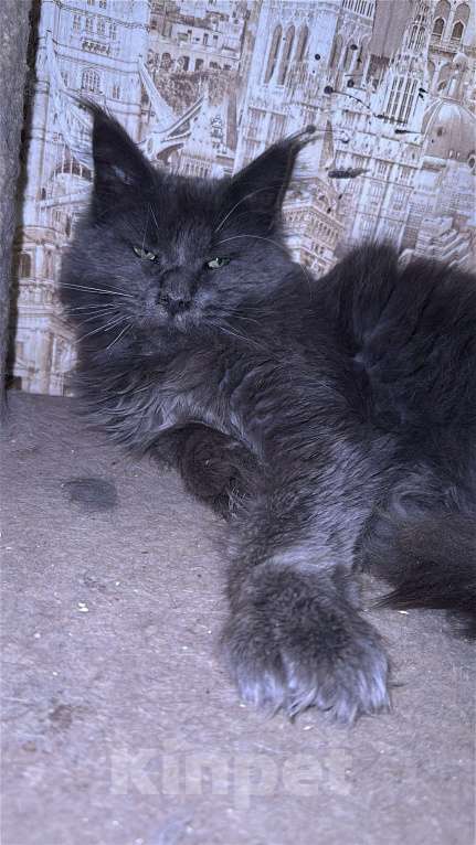 Кошки в Дмитрове: Мейн-кун полидакт Мальчик, 25 000 руб. - фото 3