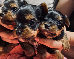 Собаки в Орске: Мини мальчик  Мальчик, 35 000 руб. - фото 1