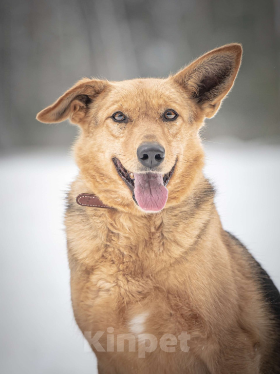Собаки в Клине: Санни — солнечная собачка Девочка, Бесплатно - фото 7