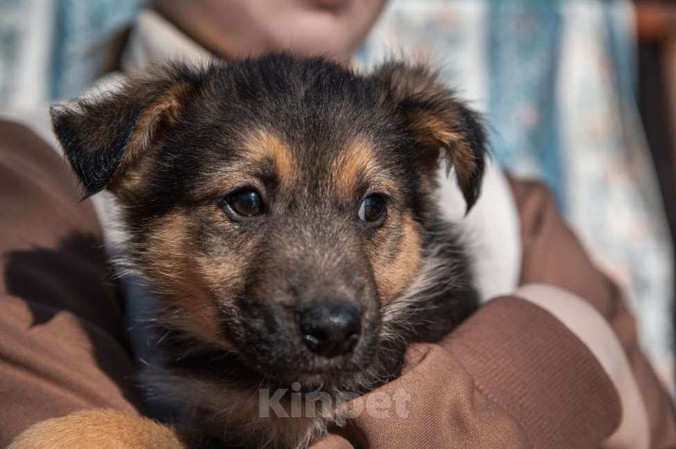 Собаки в Москве: Щенок 2х месяцев Бим в добрые руки Мальчик, Бесплатно - фото 5
