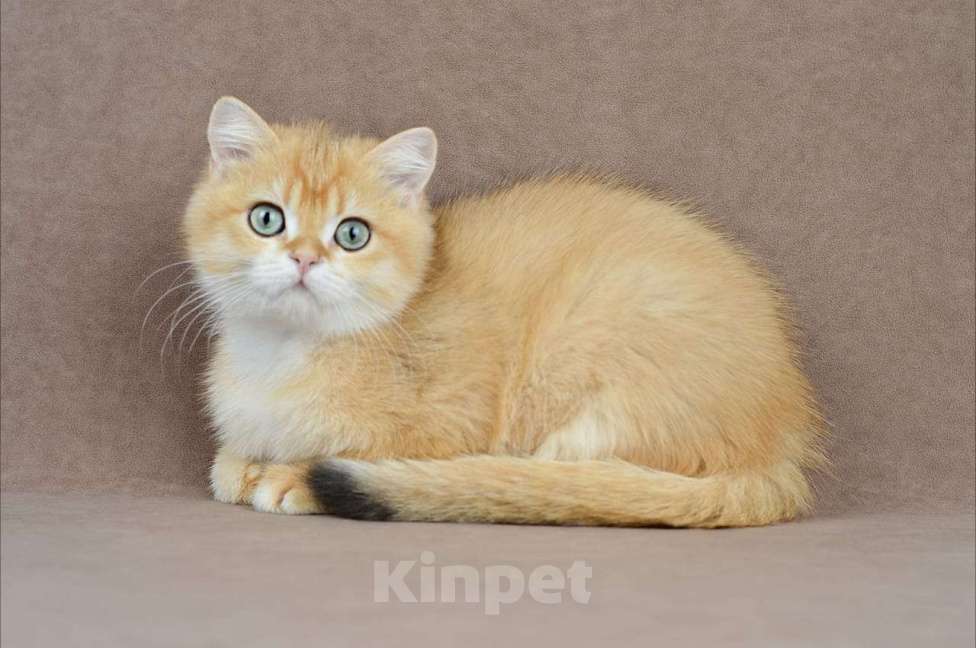 Кошки в Тамбове: Британский кот  Мальчик, 100 000 руб. - фото 2