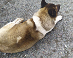Собаки в Нижнем Тагиле: Вязка Американская Акита, 33 руб. - фото 2