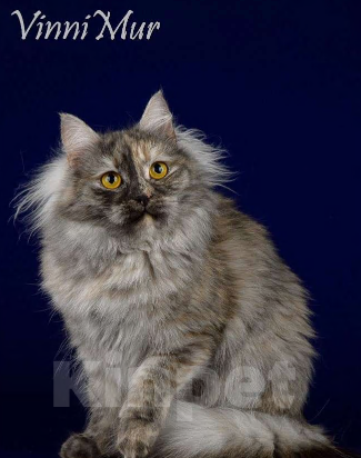 Кошки в Санкт-Петербурге: Молодая сибирская кошка  Девочка, Бесплатно - фото 3