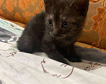 Кошки в Екатеринбурге: котенок в добрые руки Мальчик, Бесплатно - фото 1