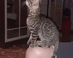 Кошки в Казани: Отдаю котёнка мальчика 3 месяца Мальчик, Бесплатно - фото 2