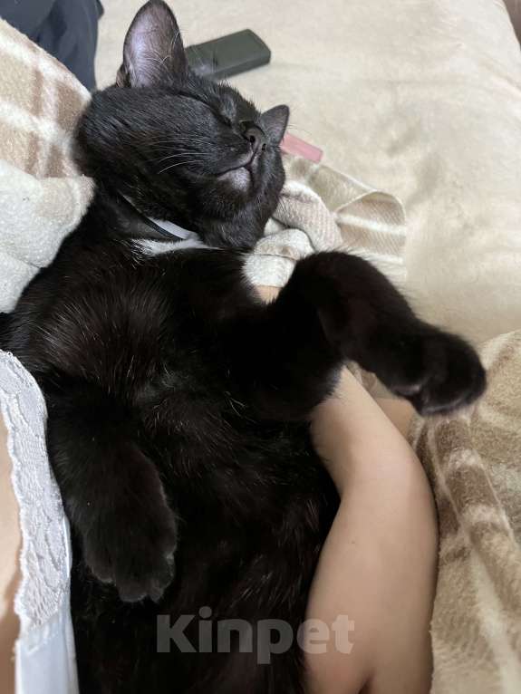 Кошки в Тольятти: Кот в добрые руки Мальчик, Бесплатно - фото 7