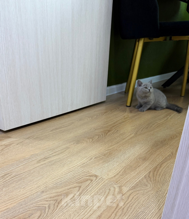 Кошки в Москве: Британцы котенок Мальчик, 100 000 руб. - фото 2