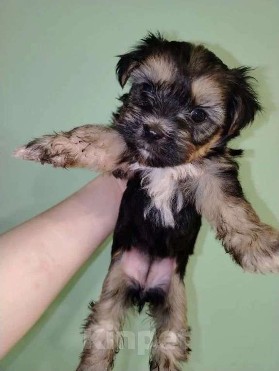 Собаки в Иркутске: Продам щенков йоркширского терьера Девочка, 18 000 руб. - фото 4