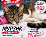 Кошки в Москве: Котик в добрые руки Мальчик, Бесплатно - фото 1
