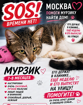 Котик в добрые руки