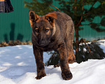Собаки в Москве: Немецкая овчарка щенок кобель. Крови ГДР. Мальчик, 70 000 руб. - фото 4