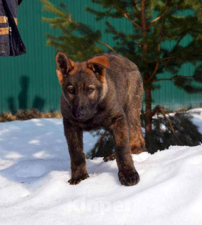 Собаки в Москве: Немецкая овчарка щенок кобель. Крови ГДР. Мальчик, 70 000 руб. - фото 4