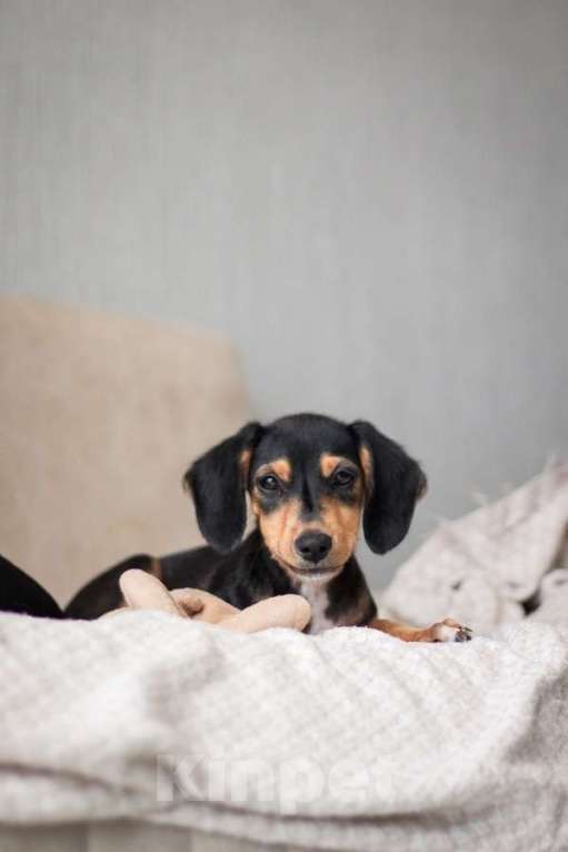 Собаки в Санкт-Петербурге: Очаровательная девочка Зиппи  готова к переезду в новый дом. Девочка, Бесплатно - фото 4