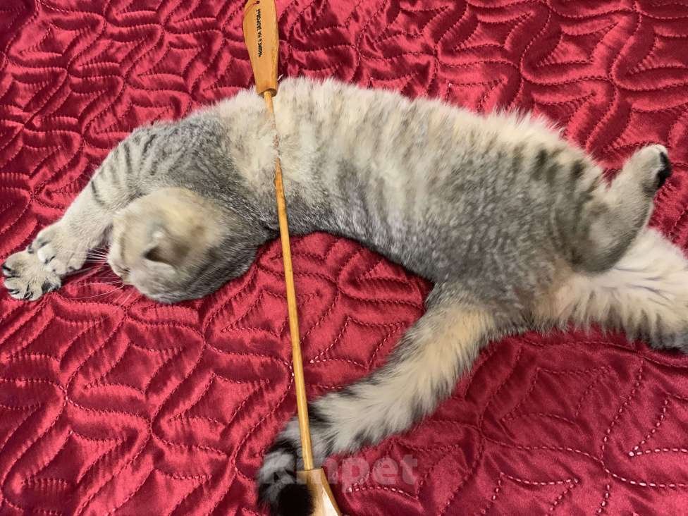 Кошки в Санкт-Петербурге: Шотландская короткошорстная Девочка, 20 000 руб. - фото 9