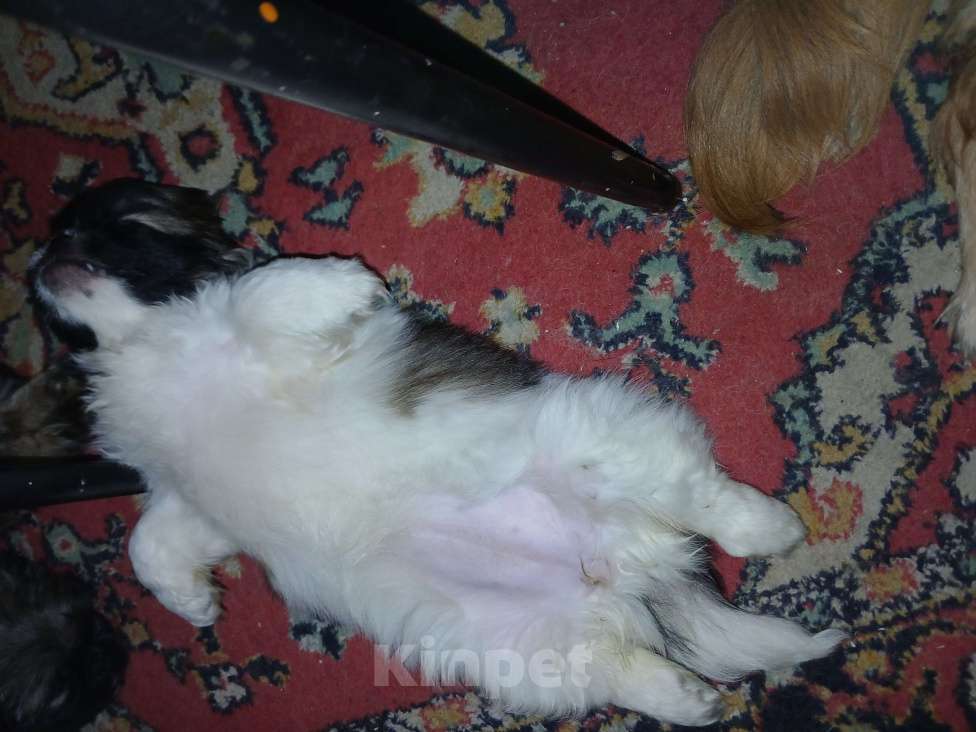 Собаки в Красноярске: Продать Девочка, 15 000 руб. - фото 4