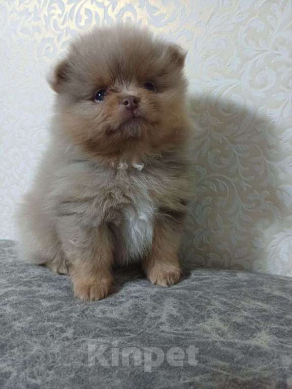 Собаки в Юрге: Померанские шпицы Мальчик, 35 000 руб. - фото 4