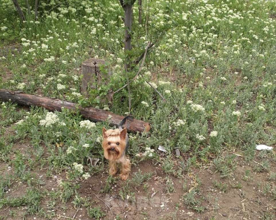 Собаки в Волгограде: Продам Мальчик, 20 000 руб. - фото 2