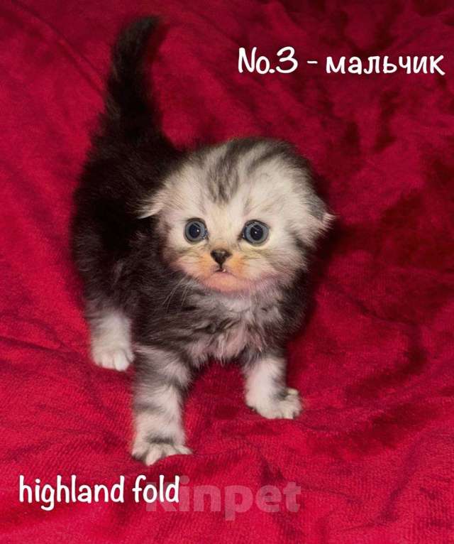 Кошки в Перми: Шотландский котенок хайленд-фолд, мальчик  Мальчик, 10 000 руб. - фото 1