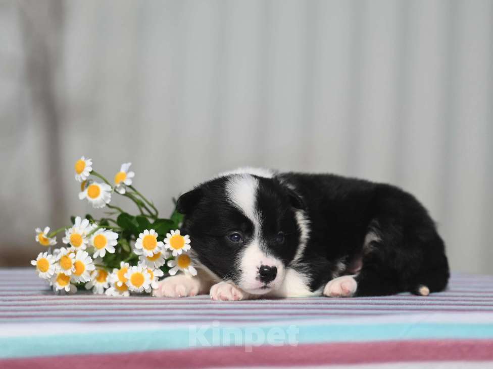 Собаки в Москве: Бордер-колли мальчик Мальчик, 45 000 руб. - фото 1
