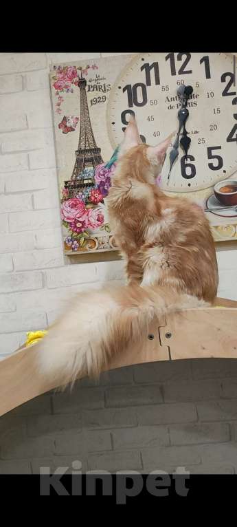 Кошки в Санкт-Петербурге: Котенок Мейн кун Мальчик, Бесплатно - фото 2