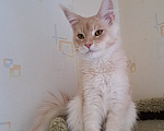 Кошки в Москве: Котенок мейн-кун Мальчик, 25 000 руб. - фото 7