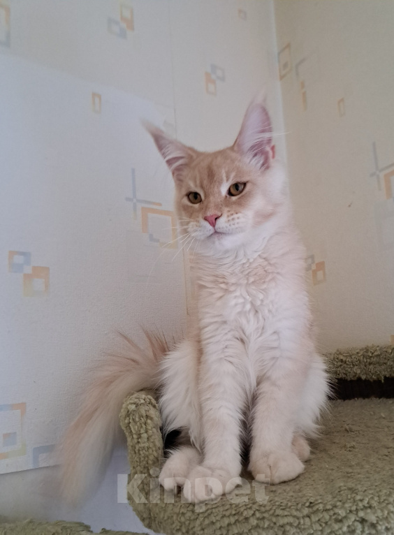 Кошки в Москве: Котенок мейн-кун Мальчик, 25 000 руб. - фото 7