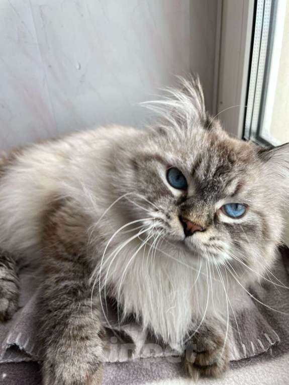 Кошки в Мытищах: Невский маскарадный котик Мальчик, Бесплатно - фото 1