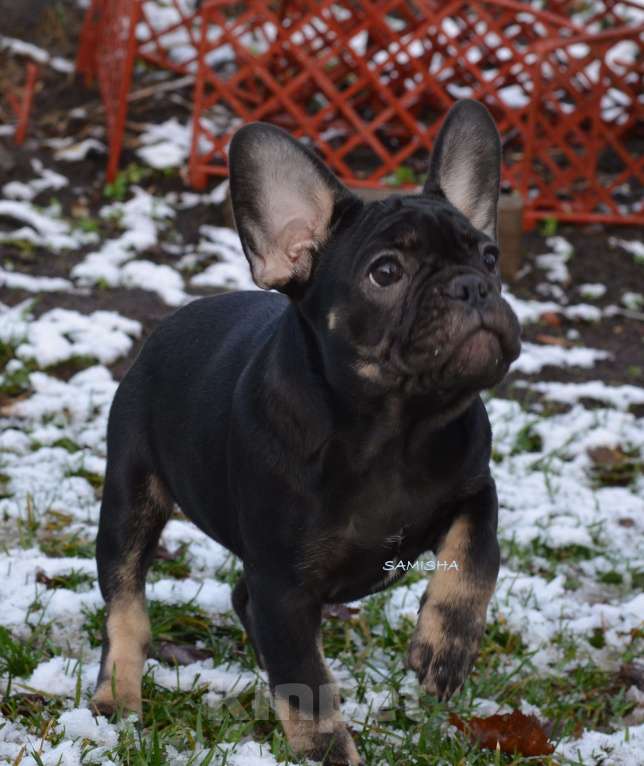 Собаки в Москве: щенки Девочка, 60 000 руб. - фото 3