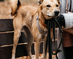Собаки в Москве: Бемби ждет свою семью Девочка, Бесплатно - фото 3