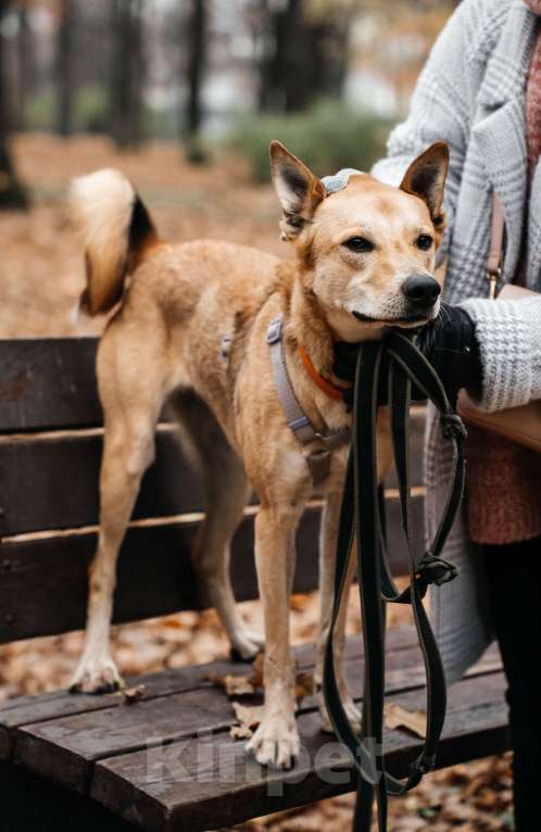 Собаки в Москве: Бемби ждет свою семью Девочка, Бесплатно - фото 3