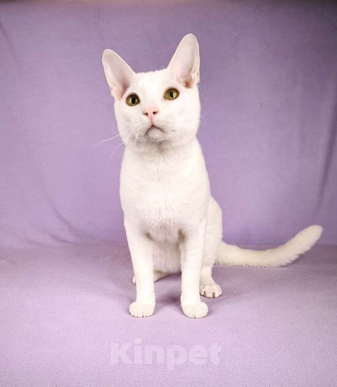 Кошки в Москве: Мини-Юра . Необычный Мальчик с шелковой шубкой Мальчик, Бесплатно - фото 6