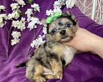 Собаки в Москве: Голубоглазый йорк мальчик мраморный Мальчик, 120 000 руб. - фото 4