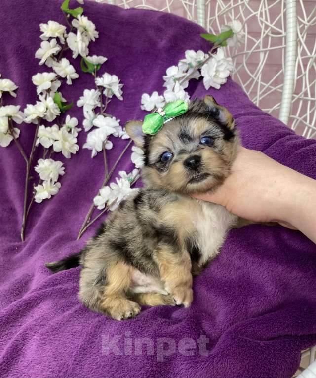 Собаки в Москве: Голубоглазый йорк мальчик мраморный Мальчик, 120 000 руб. - фото 4