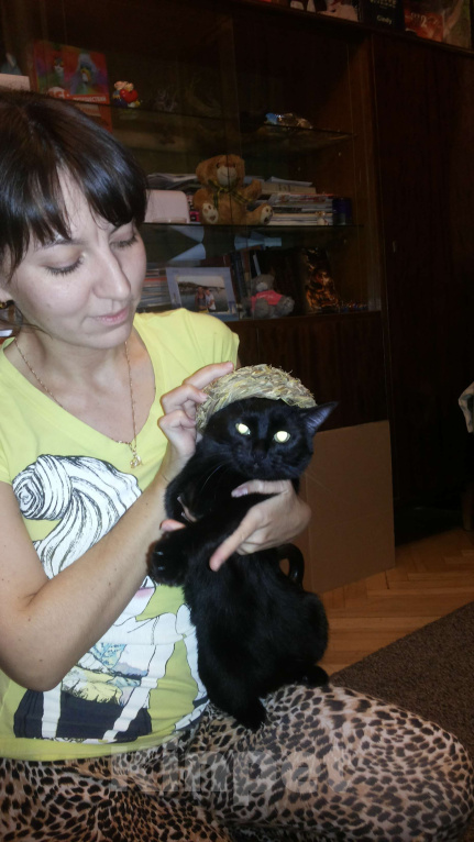 Кошки в других городах Тульской области: Отдам кошку в добрые руки Девочка, Бесплатно - фото 2