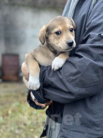 Кошки в Москве: Очаровательные малышки - сестрёнки  ищут дом! Девочка, 1 руб. - фото 5
