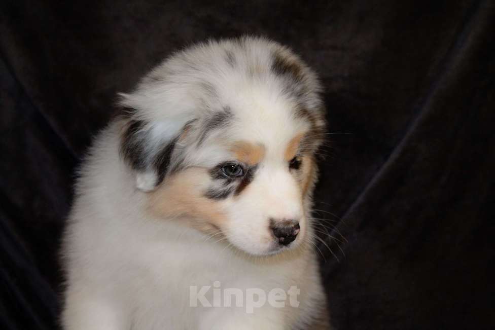 Собаки в других городах Московской области: Австралийская овчарка (аусси) Девочка, 70 000 руб. - фото 6