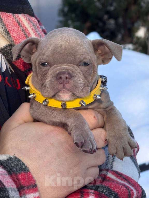 Собаки в Москве: Американский булли девочка Девочка, 80 000 руб. - фото 4