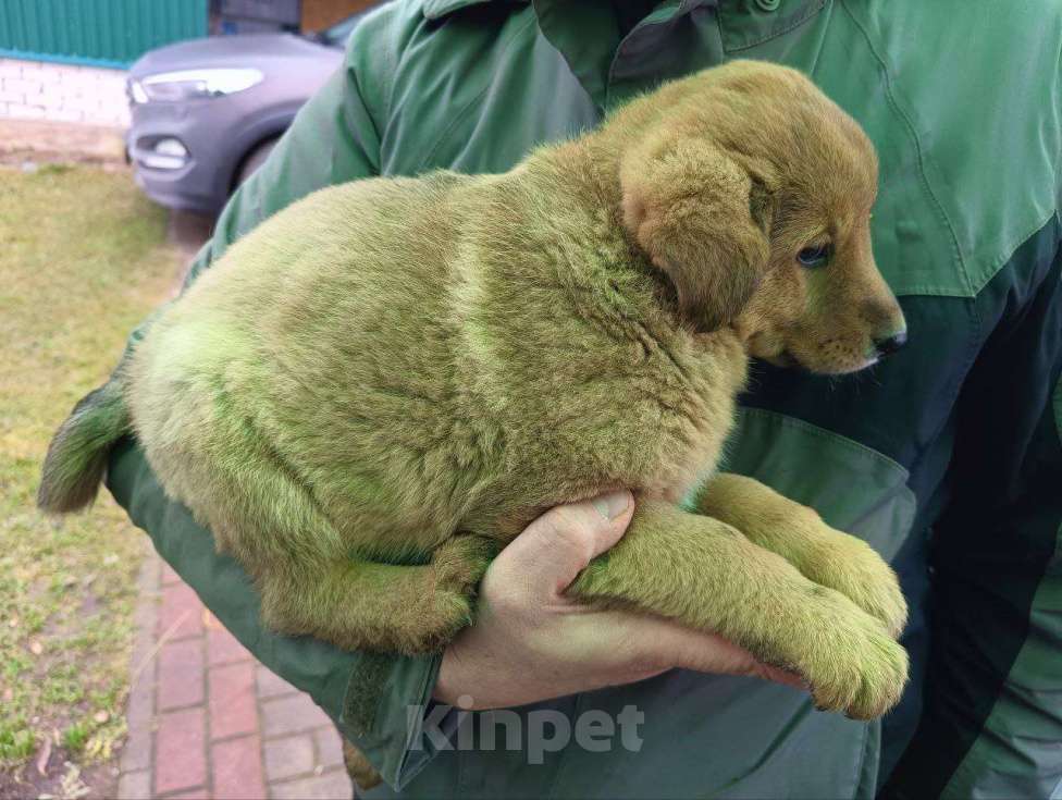 Собаки в Москве: Маылшка Мушка Девочка, Бесплатно - фото 4