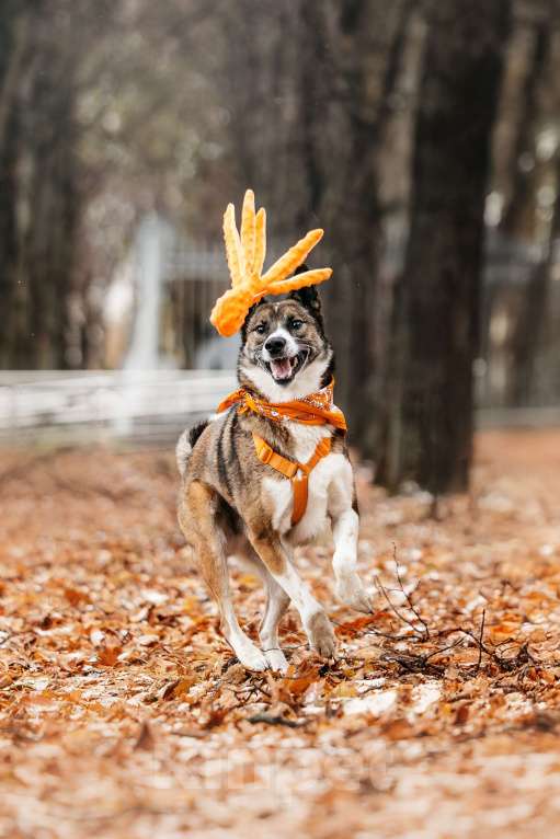 Собаки в Москве: Солнечный Гера ищет дом Мальчик, Бесплатно - фото 2