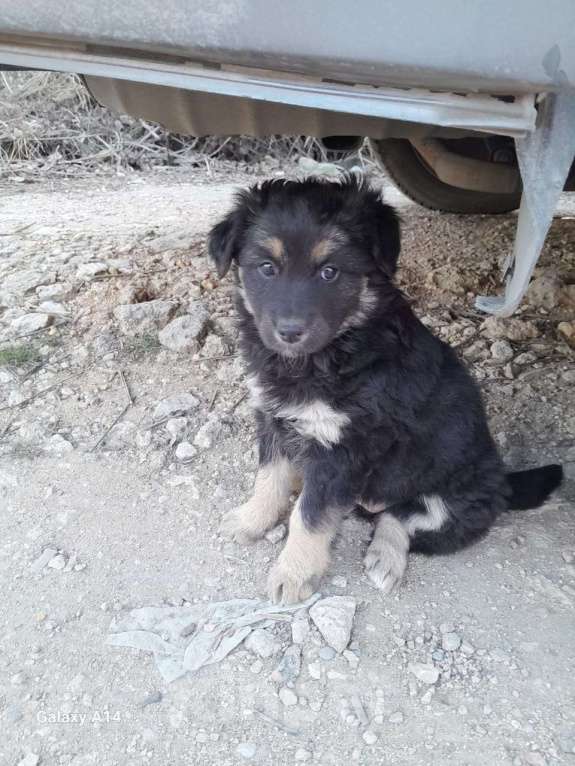 Собаки в Севастополе: Щенки ищут хозяев, хозяина, хозяйку Девочка, Бесплатно - фото 8