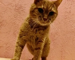 Кошки в Санкт-Петербурге: Бендер ищет новый дом Мальчик, Бесплатно - фото 3