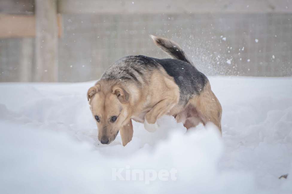 Собаки в Москве: Собака улыбака Джонни ждет своего родного человека, свою семью! Мальчик, Бесплатно - фото 2