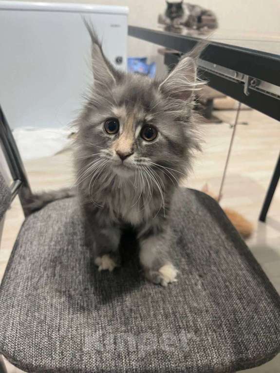 Кошки в Ахтубинске: Котята мейн-кун Девочка, 30 000 руб. - фото 3