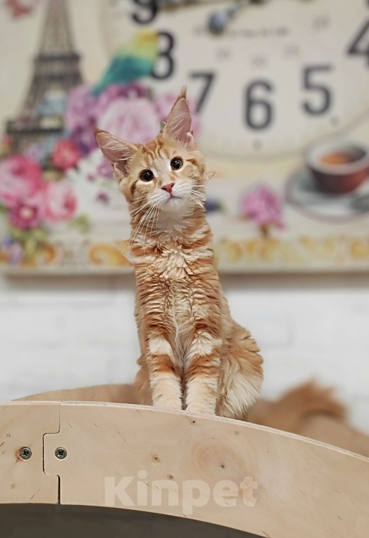 Кошки в Санкт-Петербурге: Котенок Мейн кун из питомника  Девочка, 65 000 руб. - фото 1