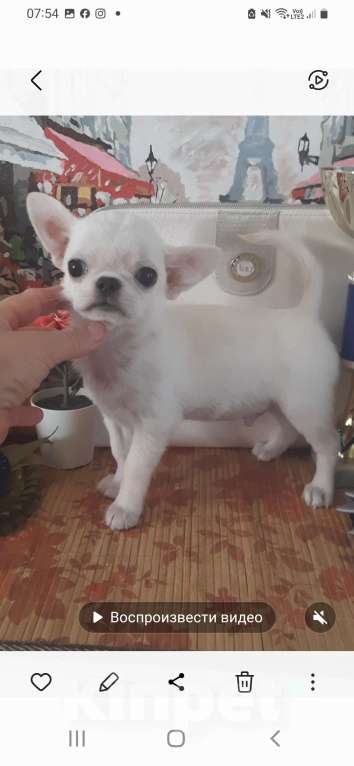 Собаки в Москве: Беленький мальчик г/ш Мальчик, 22 000 руб. - фото 6